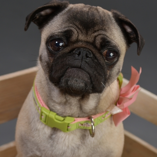 Mops Dame